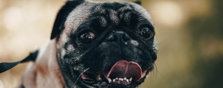 Processed By Passion